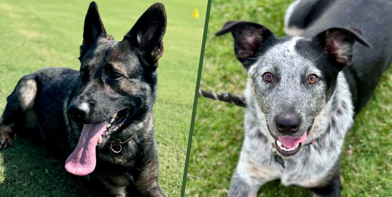 Tygarts Creek Canine Retreat – Boarding