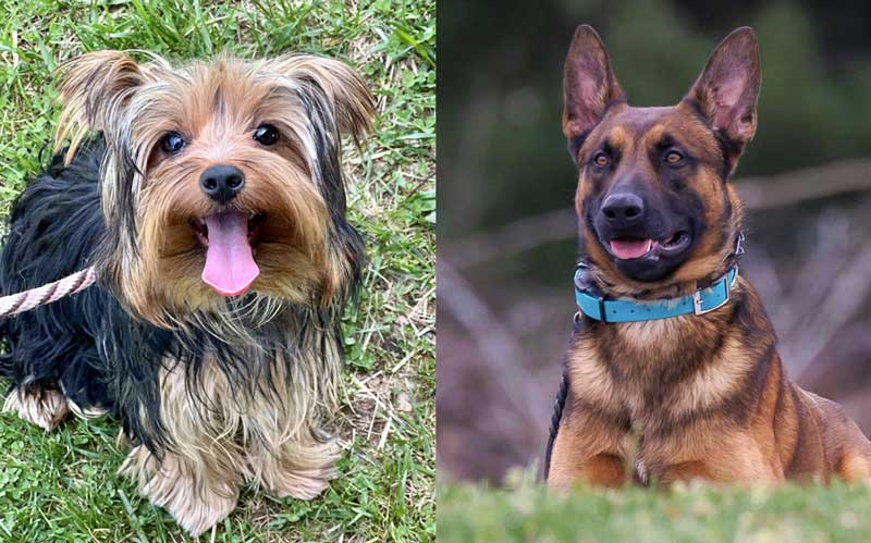 Tygarts Creek Canine Retreat