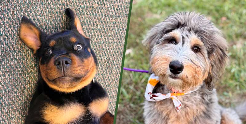 Tygarts Creek Canine Retreat – Services